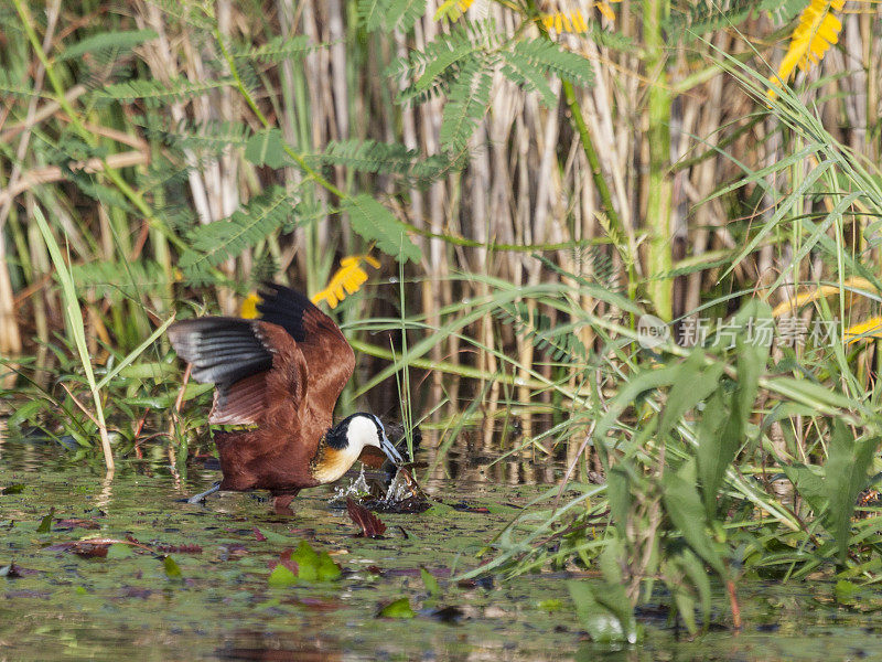 非洲Jacana, Actophilornis africanus， (Lilytrotter)饲喂;Chobe N.P，博茨瓦纳，非洲